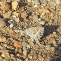 Theclinesthes serpentata (Saltbush Blue) at Fyshwick, ACT - 30 Jan 2020 by Christine