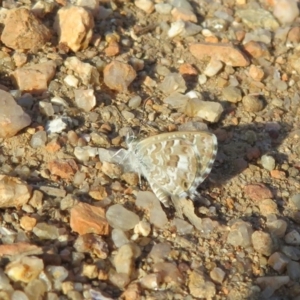 Theclinesthes serpentata at Fyshwick, ACT - 31 Jan 2020