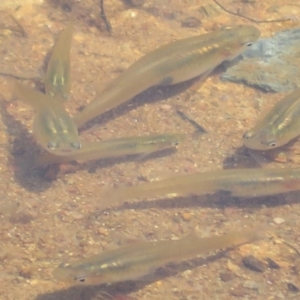 Gambusia holbrooki at Dunlop, ACT - 4 Feb 2020