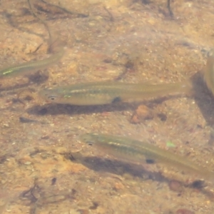 Gambusia holbrooki at Dunlop, ACT - 4 Feb 2020