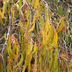 Amyema miquelii (Box Mistletoe) at Callum Brae - 5 Feb 2020 by Christine