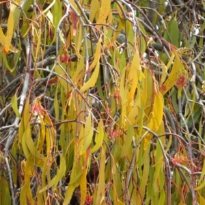 Amyema miquelii at Jerrabomberra, ACT - 5 Feb 2020