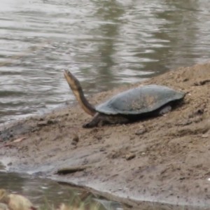 Chelodina longicollis at Symonston, ACT - 5 Feb 2020