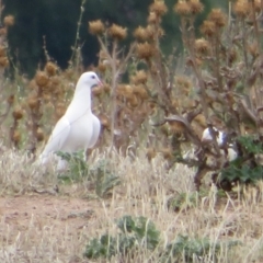 Columba livia (Rock Dove (Feral Pigeon)) at Jerrabomberra Wetlands - 12 Feb 2020 by Christine