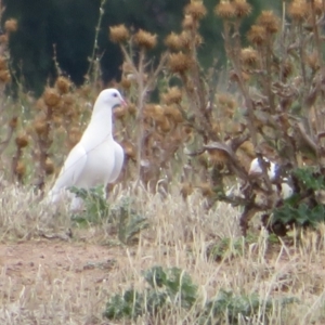 Columba livia at Fyshwick, ACT - 12 Feb 2020