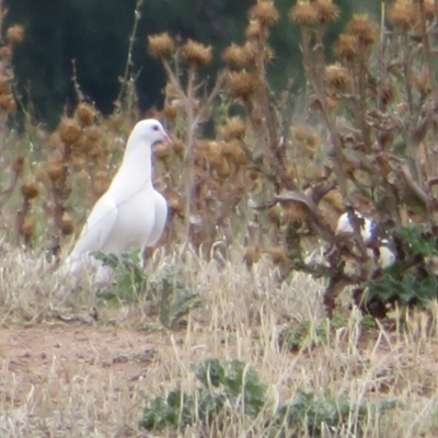 Columba livia (Rock Dove (Feral Pigeon)) at Jerrabomberra Wetlands - 12 Feb 2020 by Christine