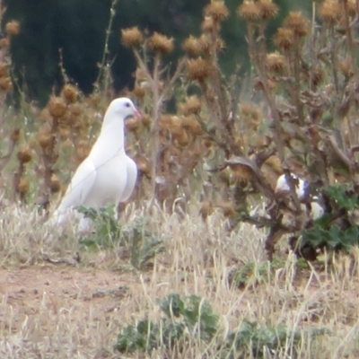 Columba livia (Rock Dove (Feral Pigeon)) at Fyshwick, ACT - 12 Feb 2020 by Christine