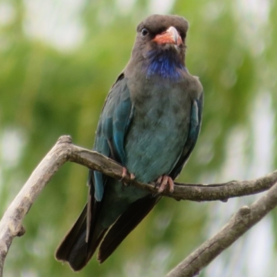 Eurystomus orientalis (Dollarbird) at Fyshwick, ACT - 12 Feb 2020 by Christine