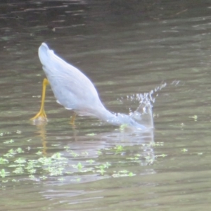 Egretta novaehollandiae at Fyshwick, ACT - 12 Feb 2020