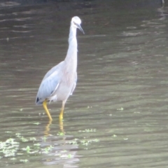 Egretta novaehollandiae at Fyshwick, ACT - 12 Feb 2020