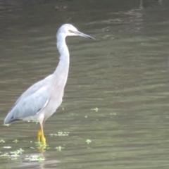 Egretta novaehollandiae at Fyshwick, ACT - 12 Feb 2020 04:28 PM