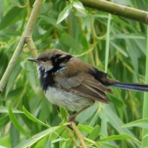 Malurus cyaneus at Fyshwick, ACT - 12 Feb 2020