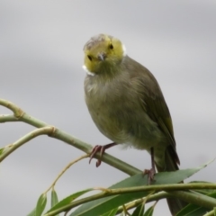 Ptilotula penicillata (White-plumed Honeyeater) at Jerrabomberra Wetlands - 12 Feb 2020 by Christine