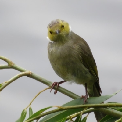 Ptilotula penicillata (White-plumed Honeyeater) at Fyshwick, ACT - 12 Feb 2020 by Christine