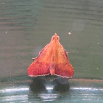 Endotricha pyrosalis (A Pyralid moth (Endotrichinae) at Flynn, ACT - 13 Feb 2020 by Christine
