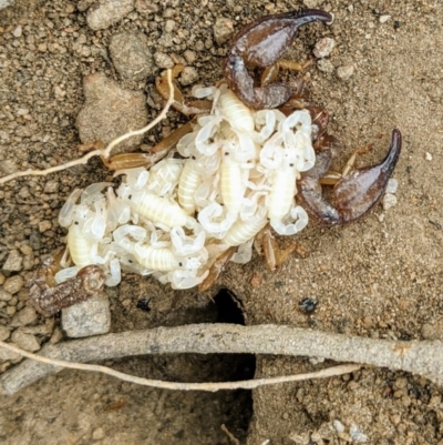 Urodacus manicatus (Black Rock Scorpion) at Fisher, ACT - 13 Feb 2020 by HelenCross