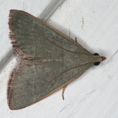 Ocrasa albidalis (A Pyralid moth) at Ainslie, ACT - 12 Feb 2020 by jb2602