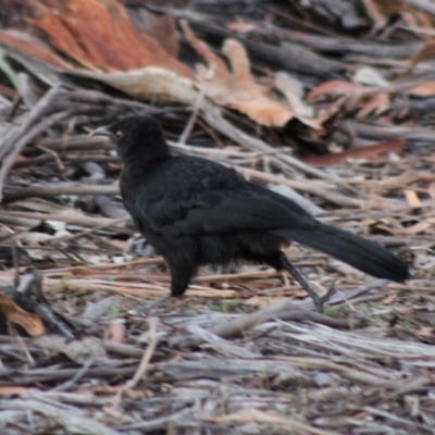 Corcorax melanorhamphos (White-winged Chough) at Hughes Grassy Woodland - 11 Feb 2020 by LisaH