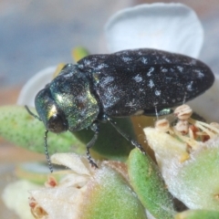 Diphucrania kohouti (A jewel beetle) at Uriarra, NSW - 15 Jan 2020 by Harrisi
