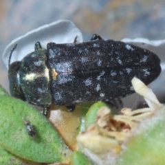 Diphucrania kohouti at Uriarra, NSW - 15 Jan 2020