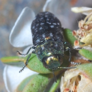 Diphucrania kohouti at Uriarra, NSW - 15 Jan 2020