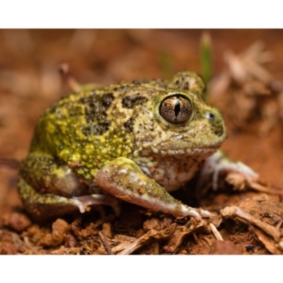 Neobatrachus sudellae (Sudell's Frog or Common Spadefoot) at Mount Ainslie - 13 Feb 2020 by kdm