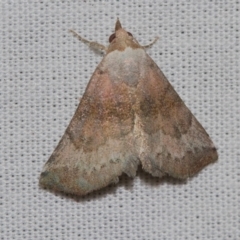 Mataeomera mesotaenia (Large Scale Moth) at Black Mountain - 24 Jan 2018 by Thommo17