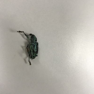 Chrysolopus spectabilis (Botany Bay Weevil) at Bega, NSW - 13 Feb 2020 by Natalie