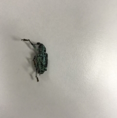 Chrysolopus spectabilis (Botany Bay Weevil) at Bega, NSW - 12 Feb 2020 by Natalie