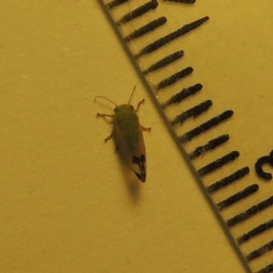 Psyllidae sp. (family) at Conder, ACT - 29 Jan 2020