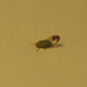 Psyllidae sp. (family) at Conder, ACT - 29 Jan 2020