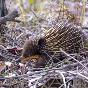 Tachyglossus aculeatus at Penrose - 19 Sep 2019