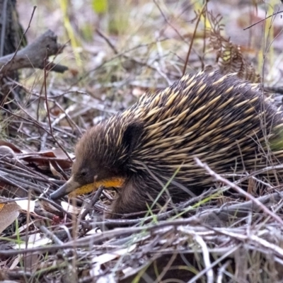 Tachyglossus aculeatus (Short-beaked Echidna) at Penrose, NSW - 19 Sep 2019 by Aussiegall