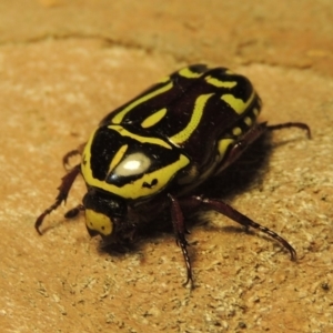 Eupoecila australasiae at Bonython, ACT - 17 Dec 2019 09:18 PM