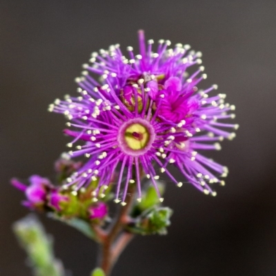 Kunzea capitata (Pink Kunzea) at Penrose, NSW - 19 Oct 2019 by Aussiegall