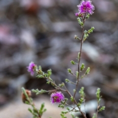 Kunzea capitata at Penrose - suppressed