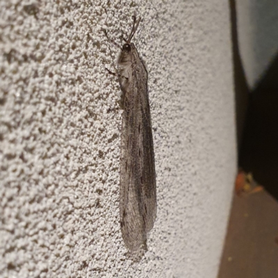 Heoclisis fundata (Antlion lacewing) at O'Connor, ACT - 11 Feb 2020 by David