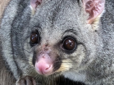 Trichosurus vulpecula (Common Brushtail Possum) at Hughes, ACT - 11 Feb 2020 by ruthkerruish