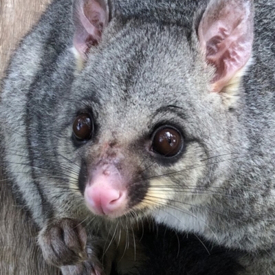 Trichosurus vulpecula (Common Brushtail Possum) at Red Hill to Yarralumla Creek - 11 Feb 2020 by ruthkerruish