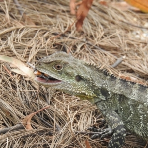 Intellagama lesueurii howittii at Acton, ACT - 12 Feb 2020 12:45 PM