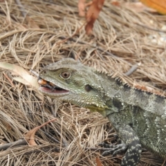 Intellagama lesueurii howittii (Gippsland Water Dragon) at Acton, ACT - 12 Feb 2020 by HelenCross