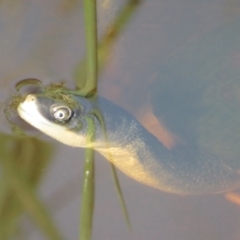 Chelodina longicollis (Eastern Long-necked Turtle) at Dunlop, ACT - 13 Feb 2020 by Christine