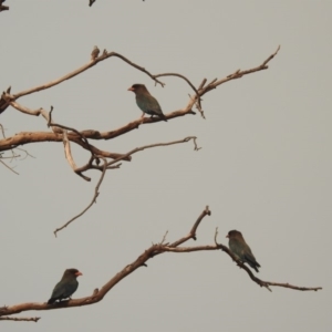 Eurystomus orientalis at Kambah, ACT - 29 Jan 2020