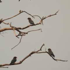 Eurystomus orientalis (Dollarbird) at Kambah, ACT - 29 Jan 2020 by HelenCross