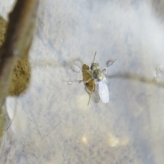 Ephydridae sp. (family) (Shore Flies) at Jarramlee-West MacGregor Grasslands - 13 Feb 2020 by Christine