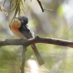 Myiagra rubecula (Leaden Flycatcher) at ANBG - 30 Jan 2020 by HelenCross