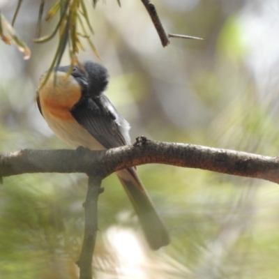 Myiagra rubecula (Leaden Flycatcher) at ANBG - 30 Jan 2020 by HelenCross