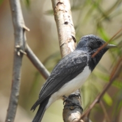 Myiagra rubecula at Acton, ACT - 30 Jan 2020