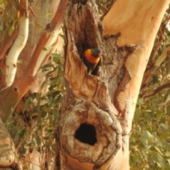 Trichoglossus moluccanus (Rainbow Lorikeet) at Kambah, ACT - 29 Jan 2020 by HelenCross