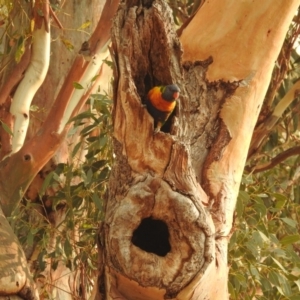 Trichoglossus moluccanus at Kambah, ACT - 29 Jan 2020